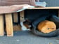 Leia och Pixie 2