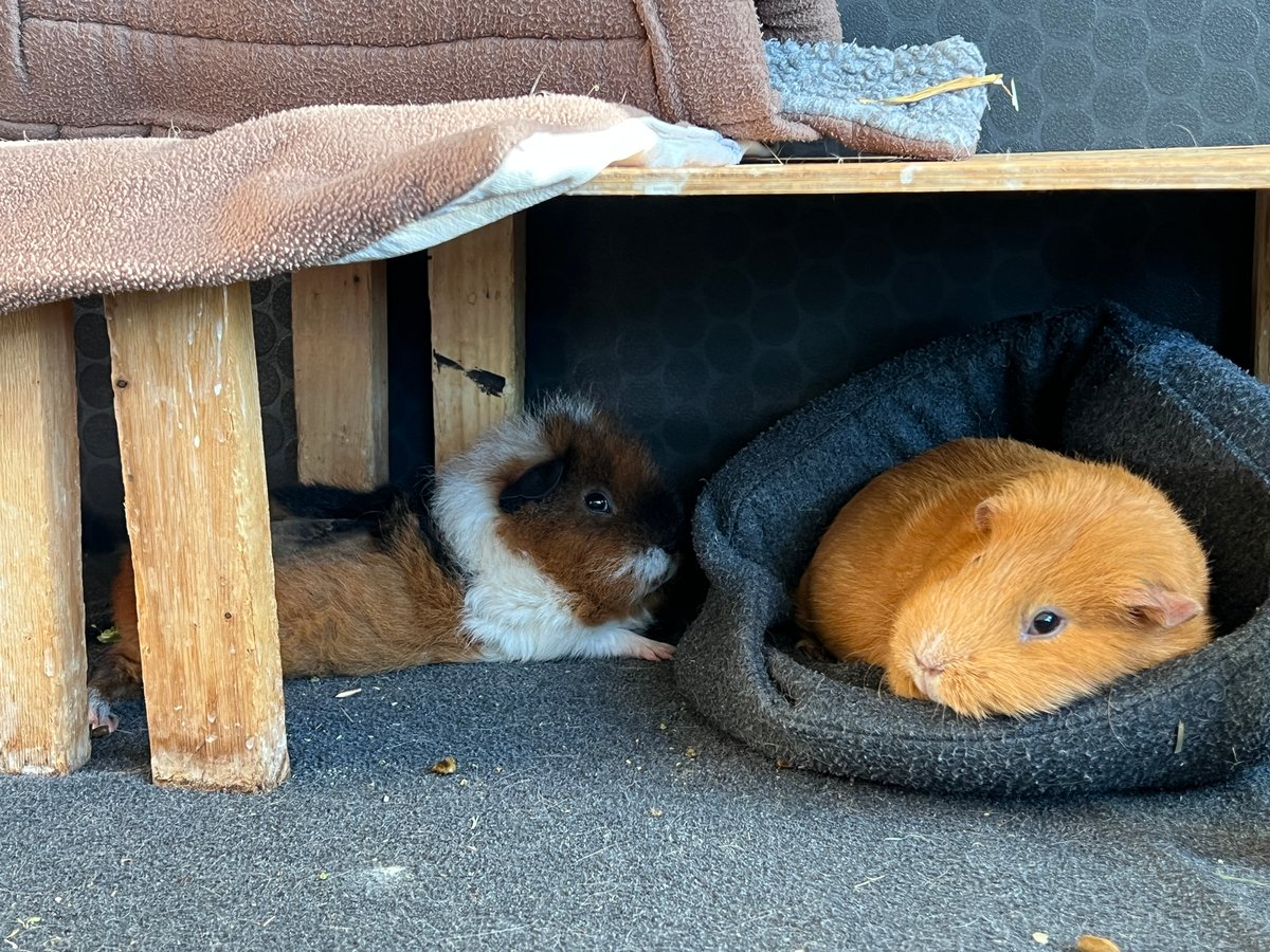 Leia och Pixie 2