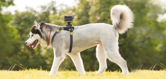 Sony Dog Harness