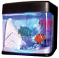 Satzuma Fish tank