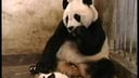 Scared Panda